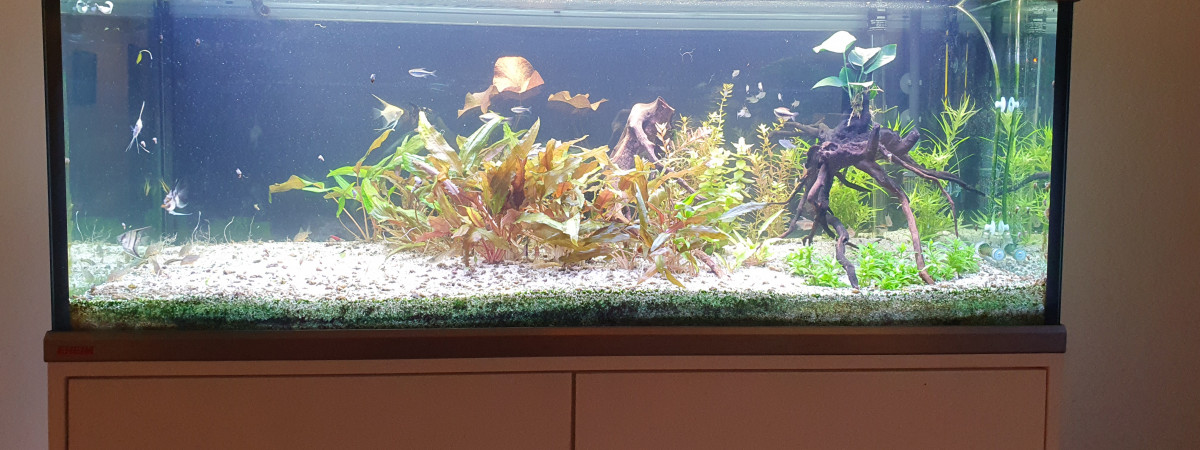 aquarium Amazonien