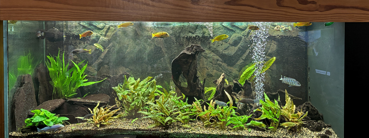 aquarium Malawi