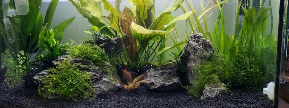 aquarium Bac Tétraodon 60L