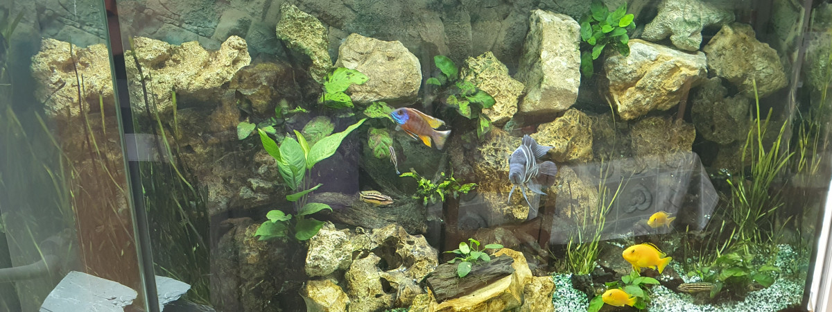 aquarium Aquarium Africain