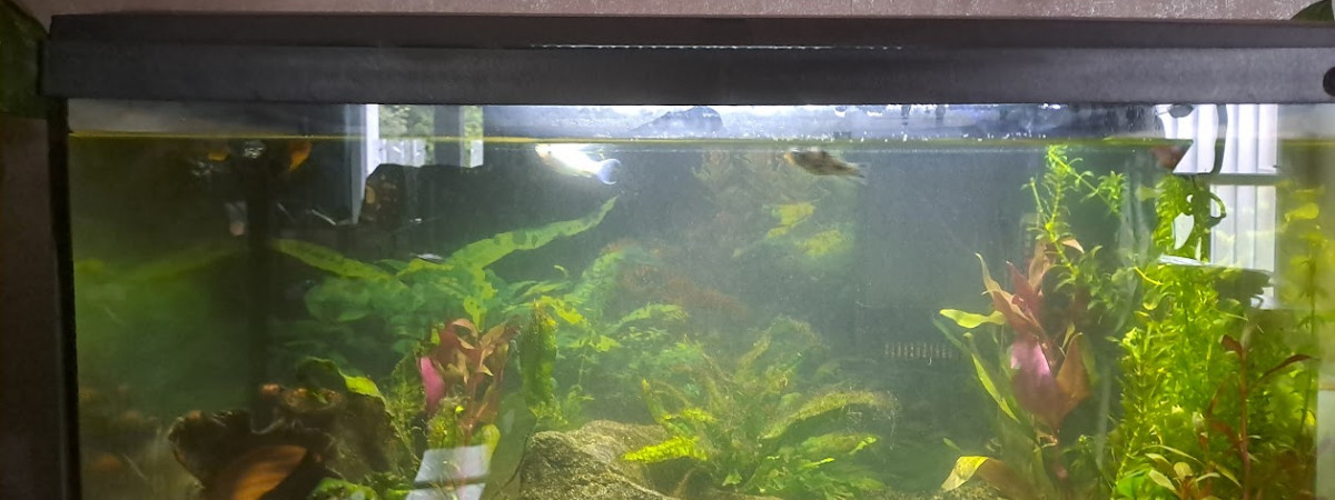 aquarium 60l initio
