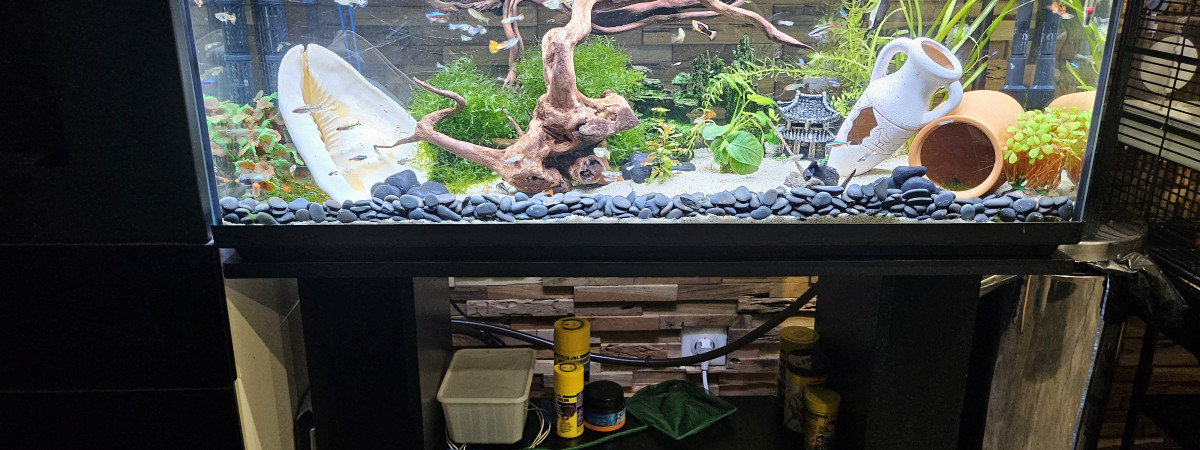 aquarium Guppy