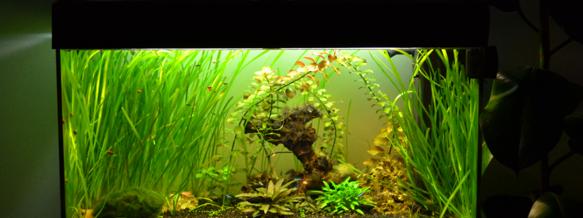 aquarium Ancien 120l et 2 de 50l