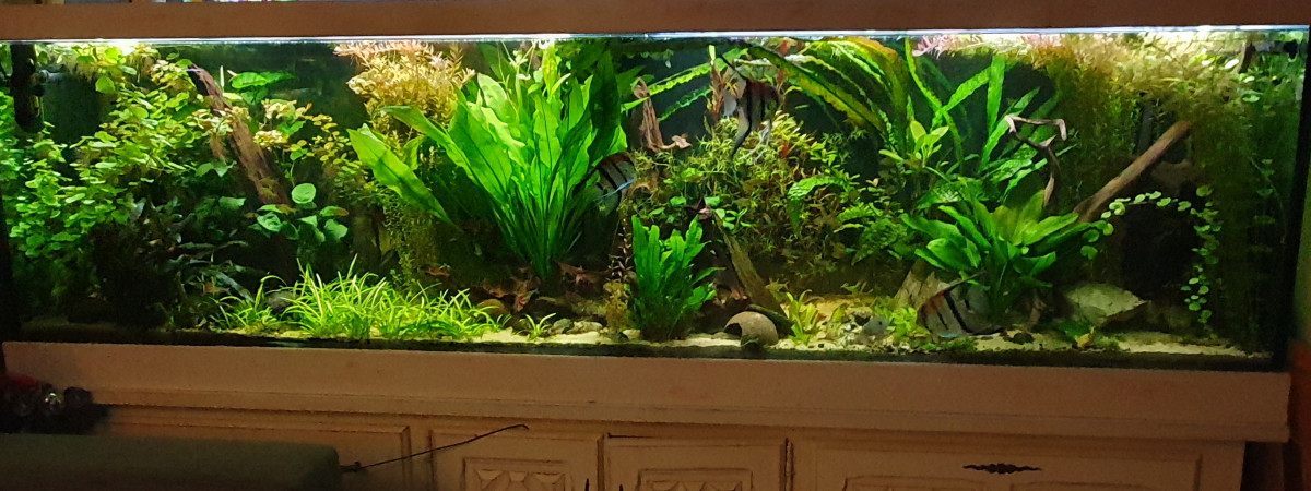 aquarium Communautaire