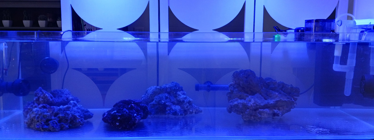 aquarium 1er recifal