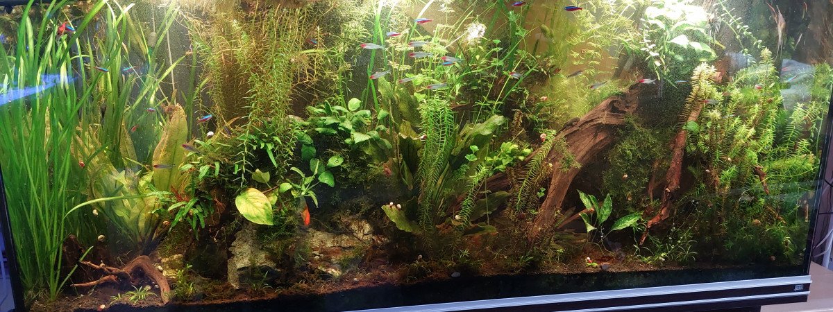 aquarium Amazonien