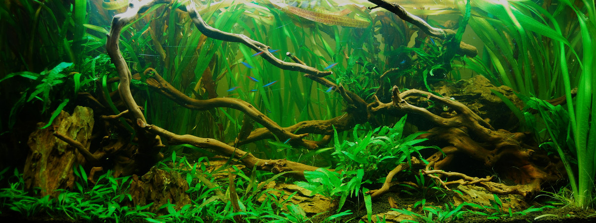 aquarium 200 L
