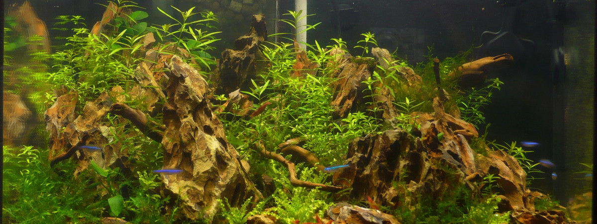 aquarium 40 L shallow