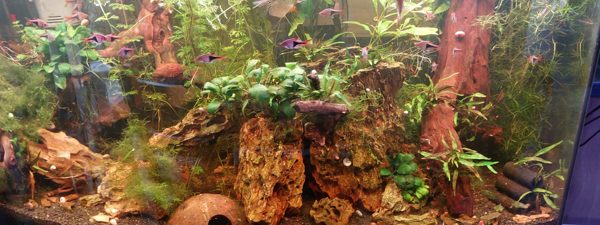 aquarium Asiatique