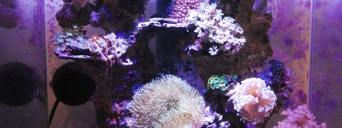 aquarium 91 L récifal low teck