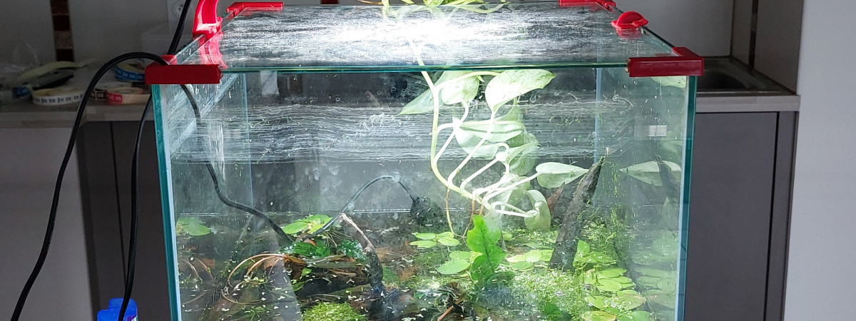 aquarium Crevettes  micro rasbora