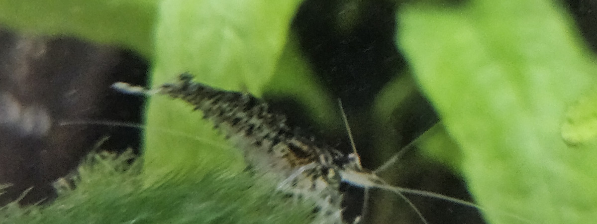 aquarium V2