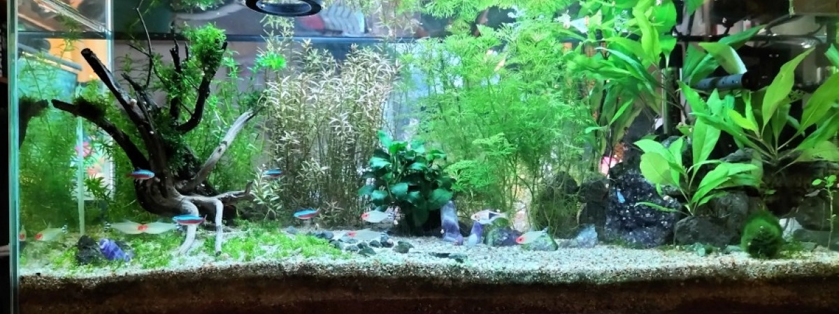 aquarium Communautaire 80L Néons