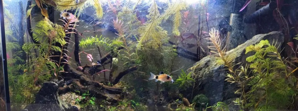 aquarium Crevettes Sakura Orange