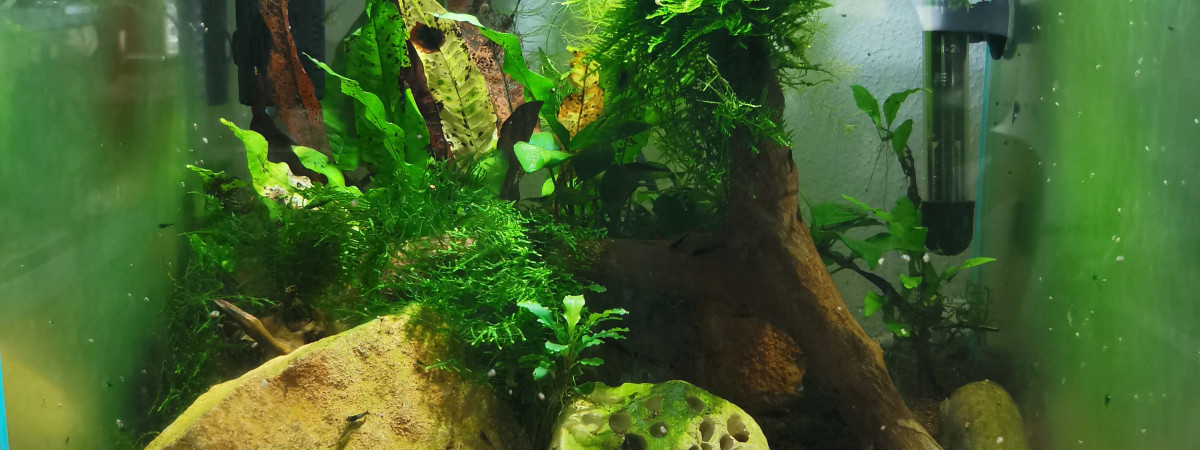 aquarium neocaridina davidi rilli blue