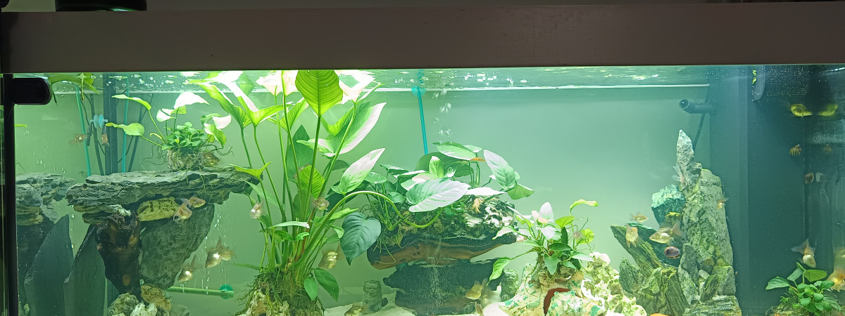 aquarium Anubias style