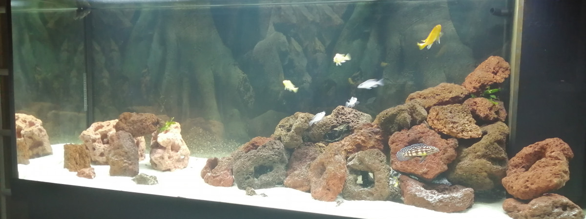 aquarium Malawi 450