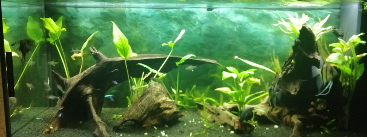 aquarium Amazonien 240