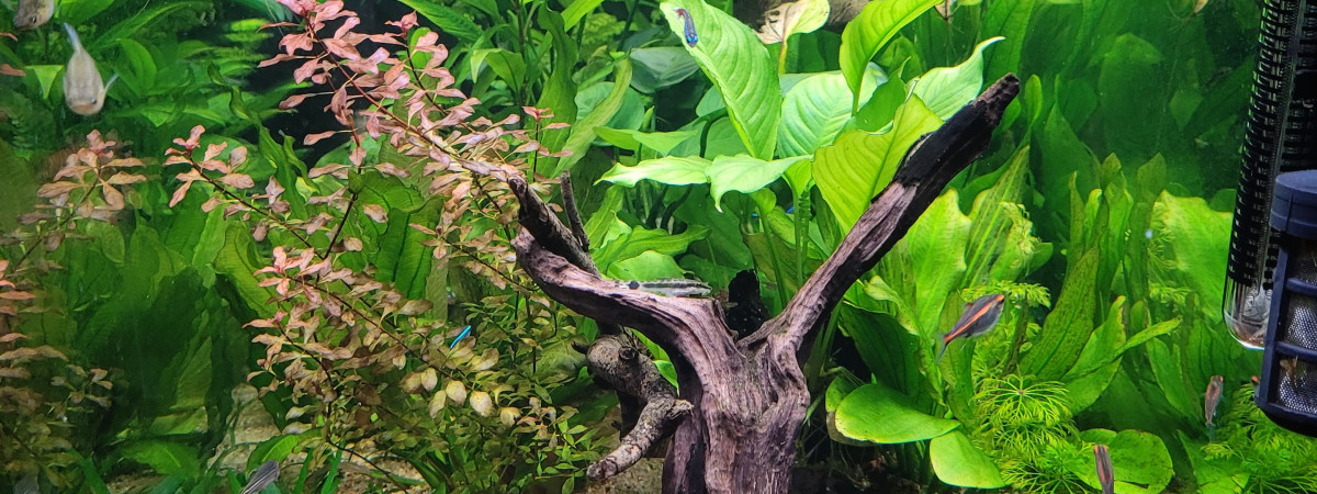 aquarium Amazonien