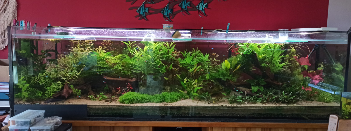 aquarium 1000L