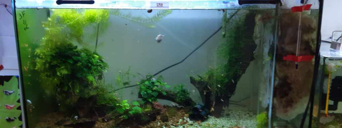 aquarium PORTELLI