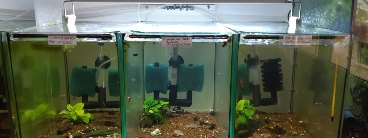aquarium PORTELLI