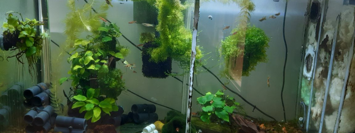aquarium PORTELLI