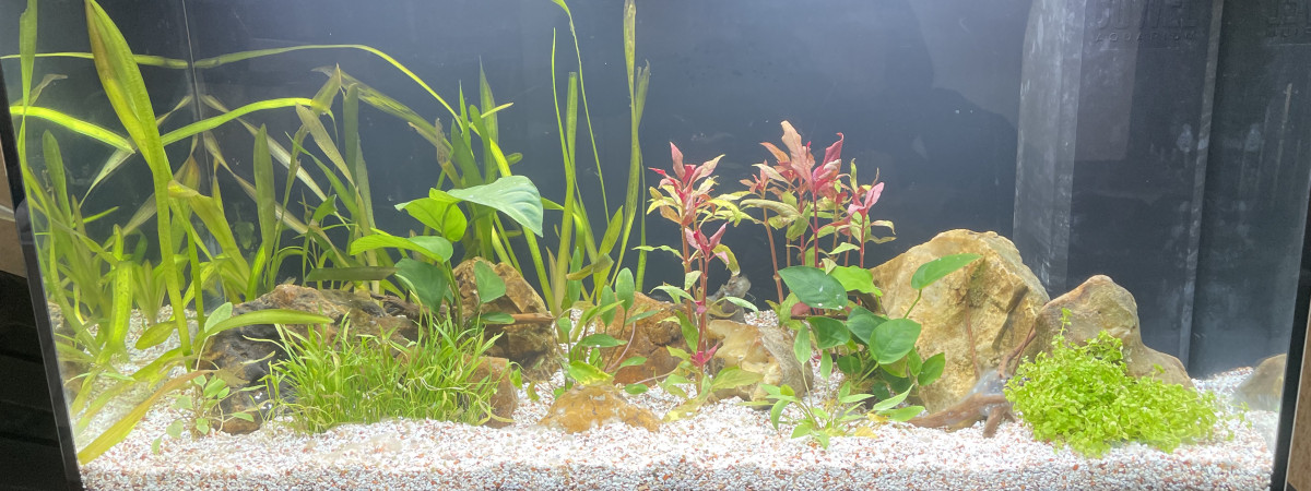 aquarium Maison