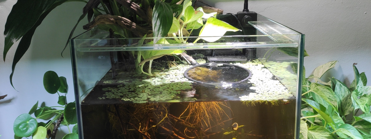 aquarium Blackwater