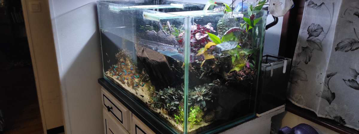 aquarium paludarium communautaire
