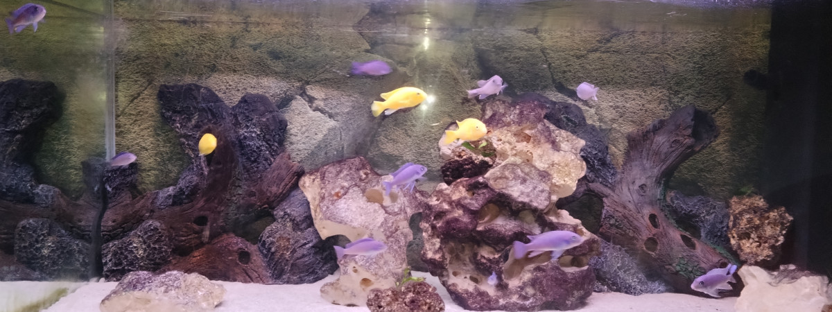 aquarium Malawi 180