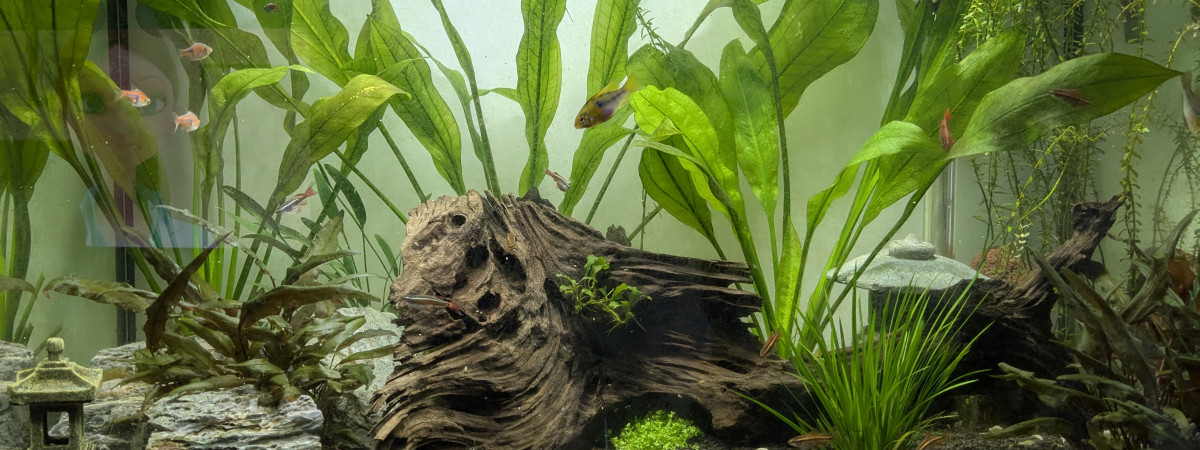 aquarium Aquarium de Nico