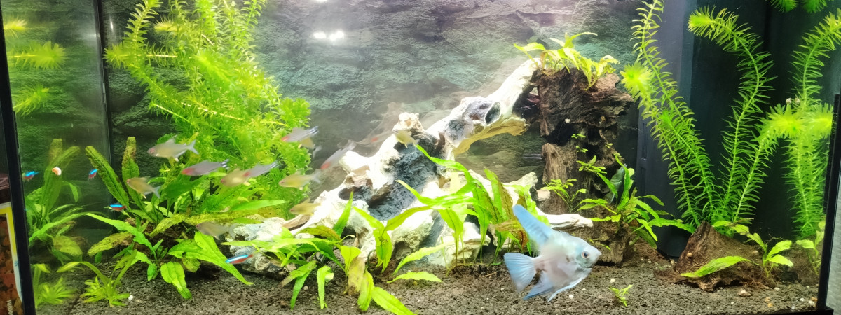 aquarium Amazonien125
