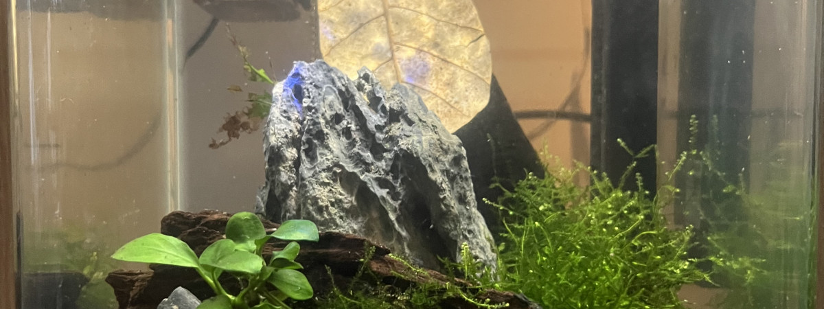 aquarium Communauté crevettes