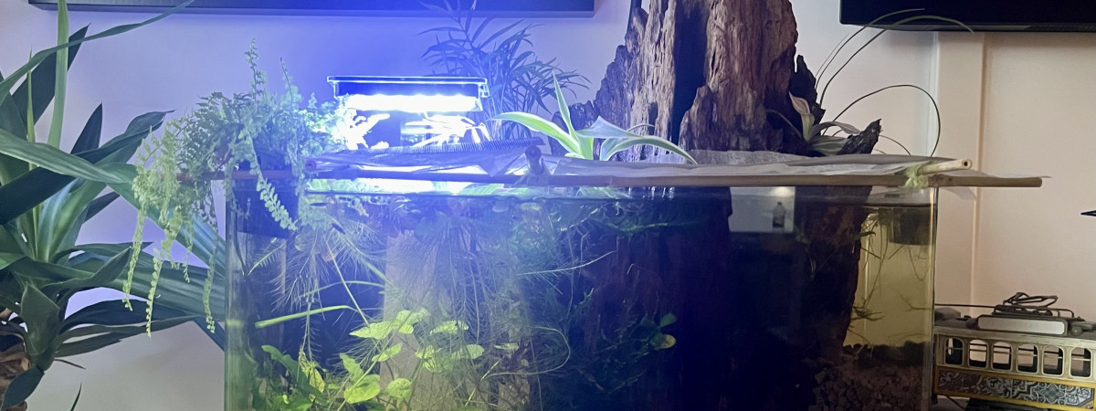 aquarium Flaque killies clown