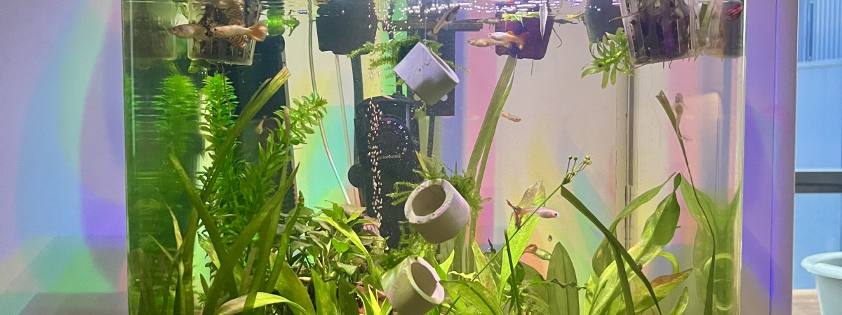 aquarium Guppys