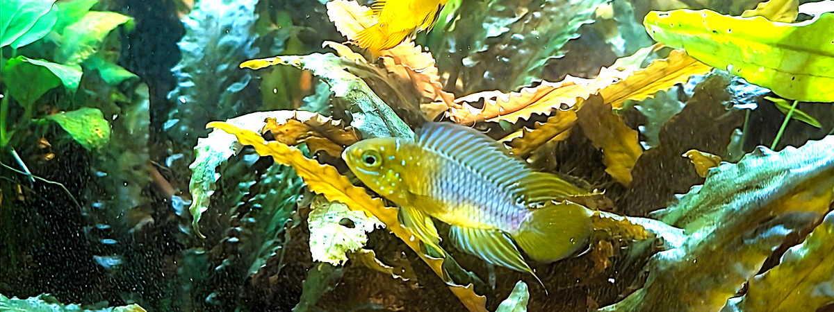 aquarium spécifique apistogramma borelli