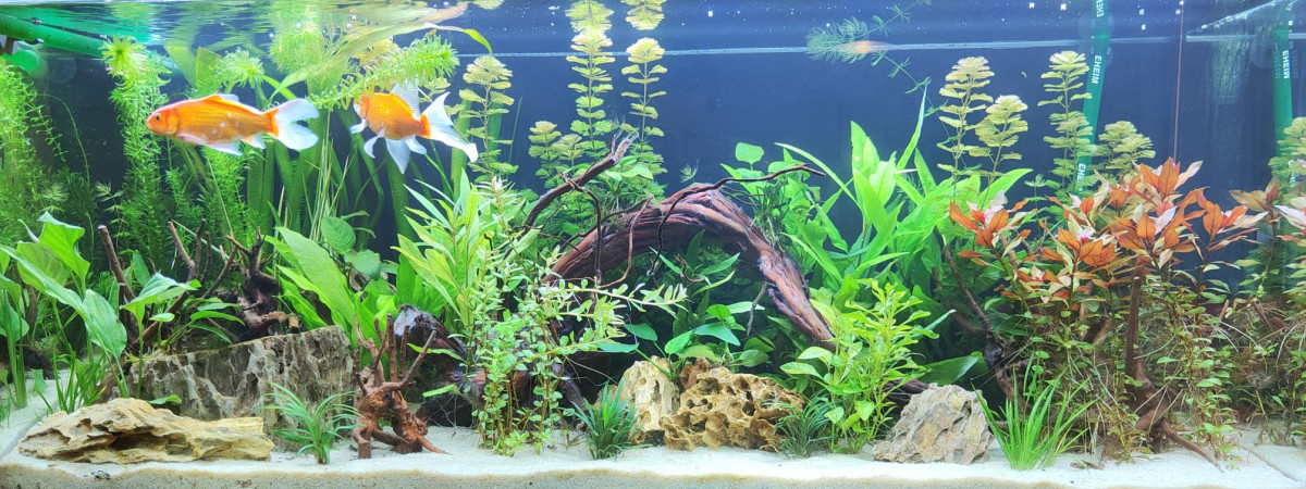 aquarium 240 l