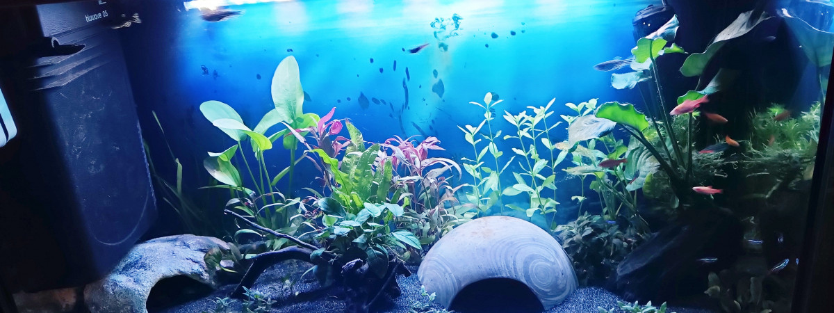 aquarium SPLIT