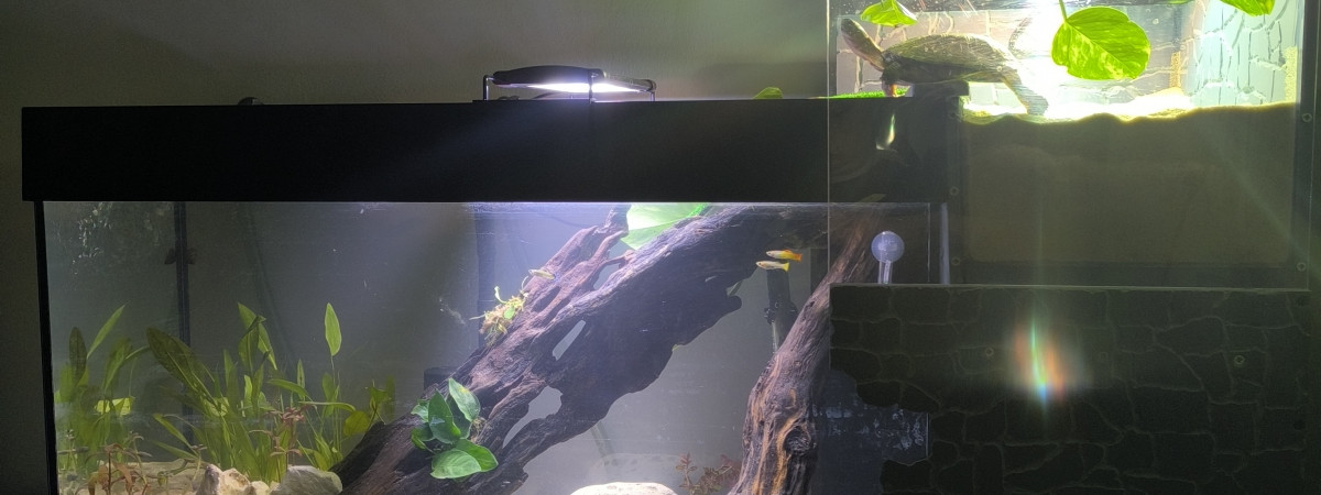 aquarium Pelu