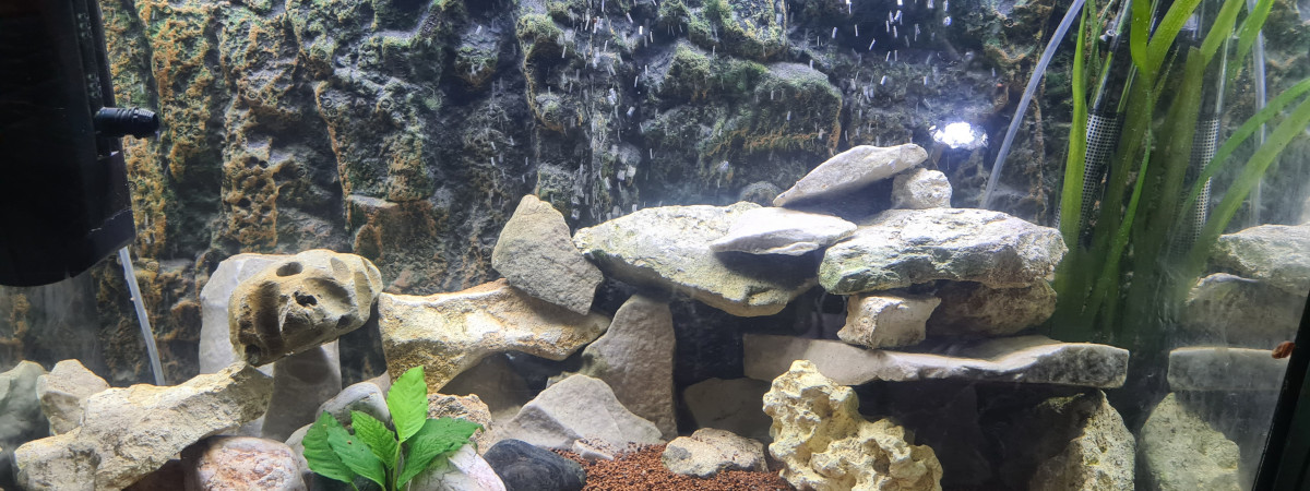 aquarium Cichlides nain