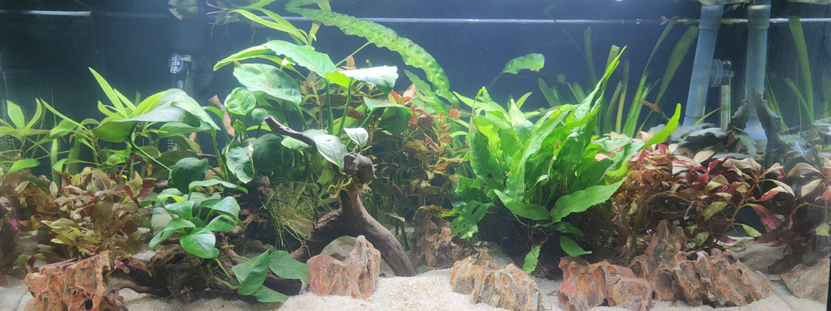 aquarium 60l