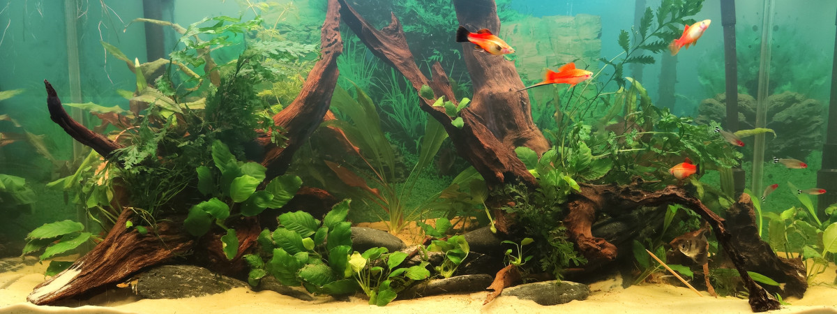 aquarium Communautaire