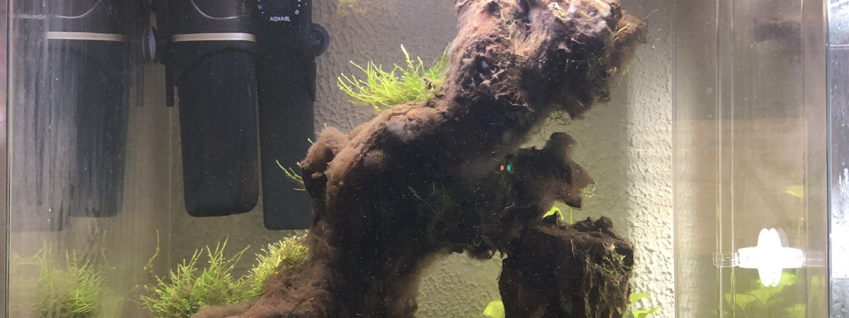 aquarium Premier aquarium