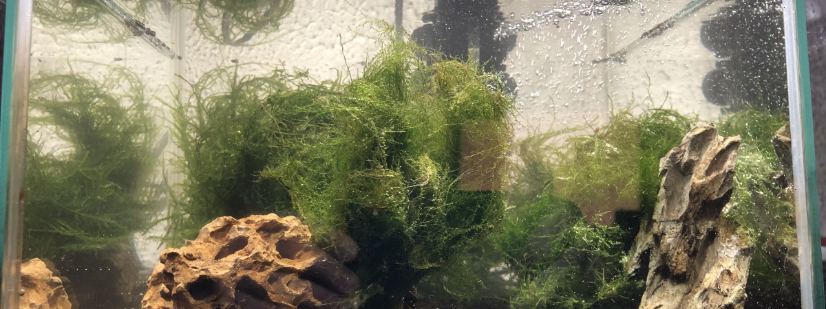 aquarium Microfaune
