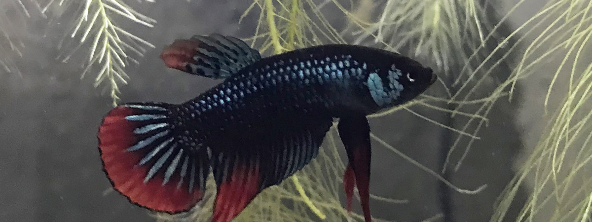 aquarium Bac à Betta imbellis