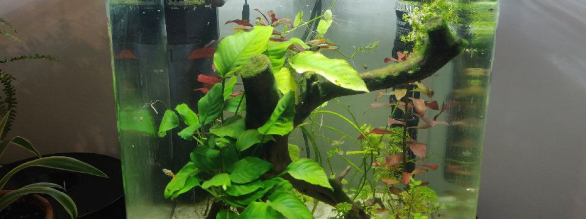 aquarium Nano