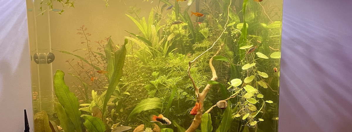 aquarium 1er aqua 60l