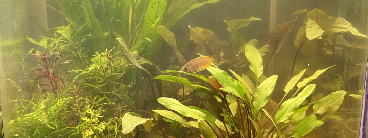 aquarium big chuna