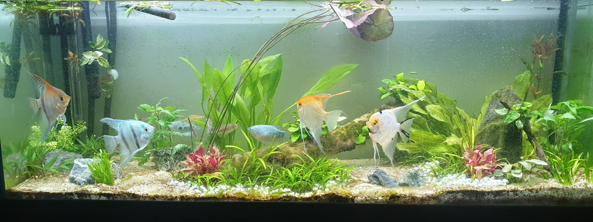 aquarium Premier aquarium